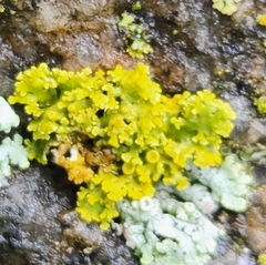 Xanthomendoza ulophyllodes