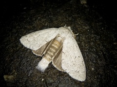 Cnethodonta grisescens