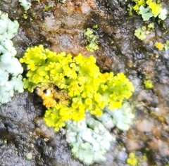 Xanthomendoza ulophyllodes