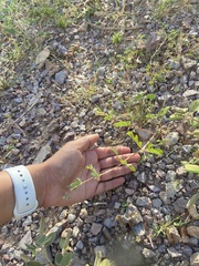 Kallstroemia parviflora