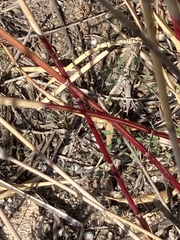 Phragmites australis americanus
