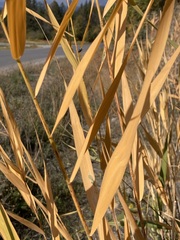 Phragmites australis americanus