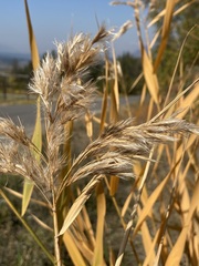 Phragmites australis americanus