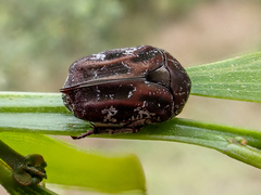 Protaetia fusca