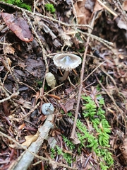 Gliophorus