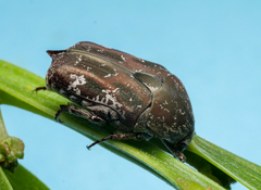 Protaetia fusca