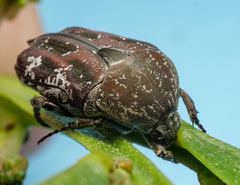 Protaetia fusca