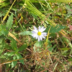 Aster yomena
