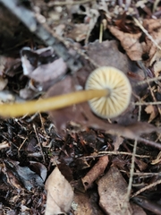 Gliophorus