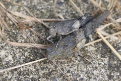 Eusphingonotus japonicus