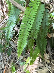 Adiantum caudatum