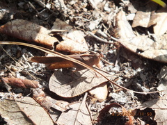 Spharagemon crepitans