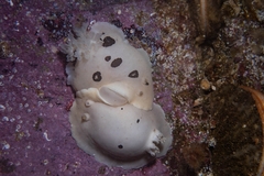 Diaulula sandiegensis