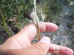 Andropogon floridanus