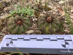 Parodia ottonis