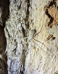 Tamopsis