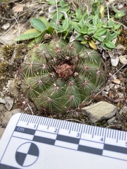 Parodia ottonis