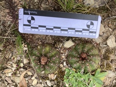 Parodia ottonis