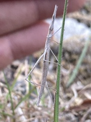Tetanorhynchini