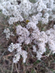 Eupatorium hyssopifolium