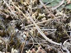 Tetanorhynchini