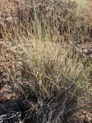 Hilaria rigida