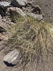 Hilaria rigida