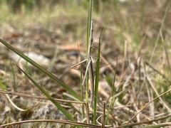 Tetanorhynchini