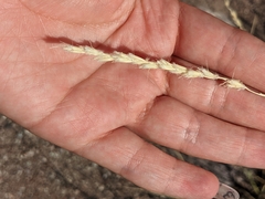 Hilaria rigida