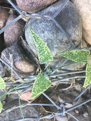 Funastrum heterophyllum