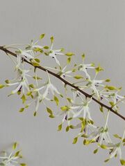 Dendrobium canaliculatum