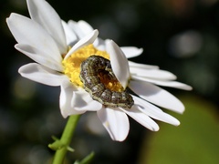 Helicoverpa punctigera