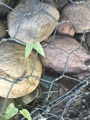 Funastrum heterophyllum