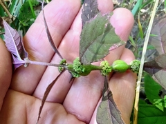 Neolasioptera lycopi