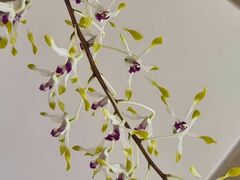 Dendrobium canaliculatum