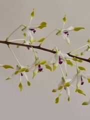 Dendrobium canaliculatum