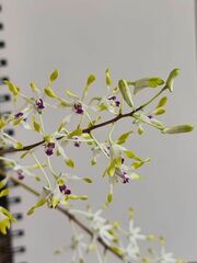 Dendrobium canaliculatum