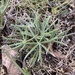 Lupinus linearis - Photo (c) Martin Coronel Varela, algunos derechos reservados (CC BY-NC), subido por Martin Coronel Varela