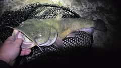 Pylodictis olivaris