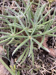 Lupinus linearis