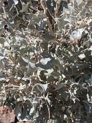 Atriplex hymenelytra