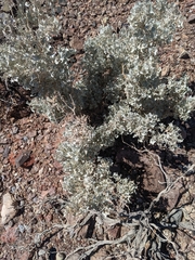 Atriplex hymenelytra