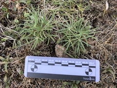 Lupinus linearis