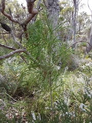 Persoonia longifolia