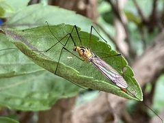 Nephrotoma australasiae