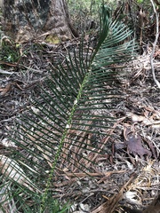 Macrozamia riedlei