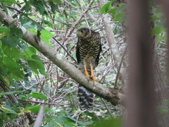 Micrastur semitorquatus