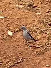 Muscipipra vetula