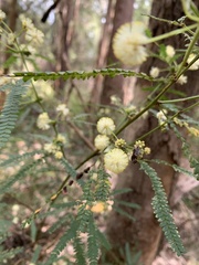 Acacia pentadenia