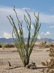 Fouquieria splendens splendens